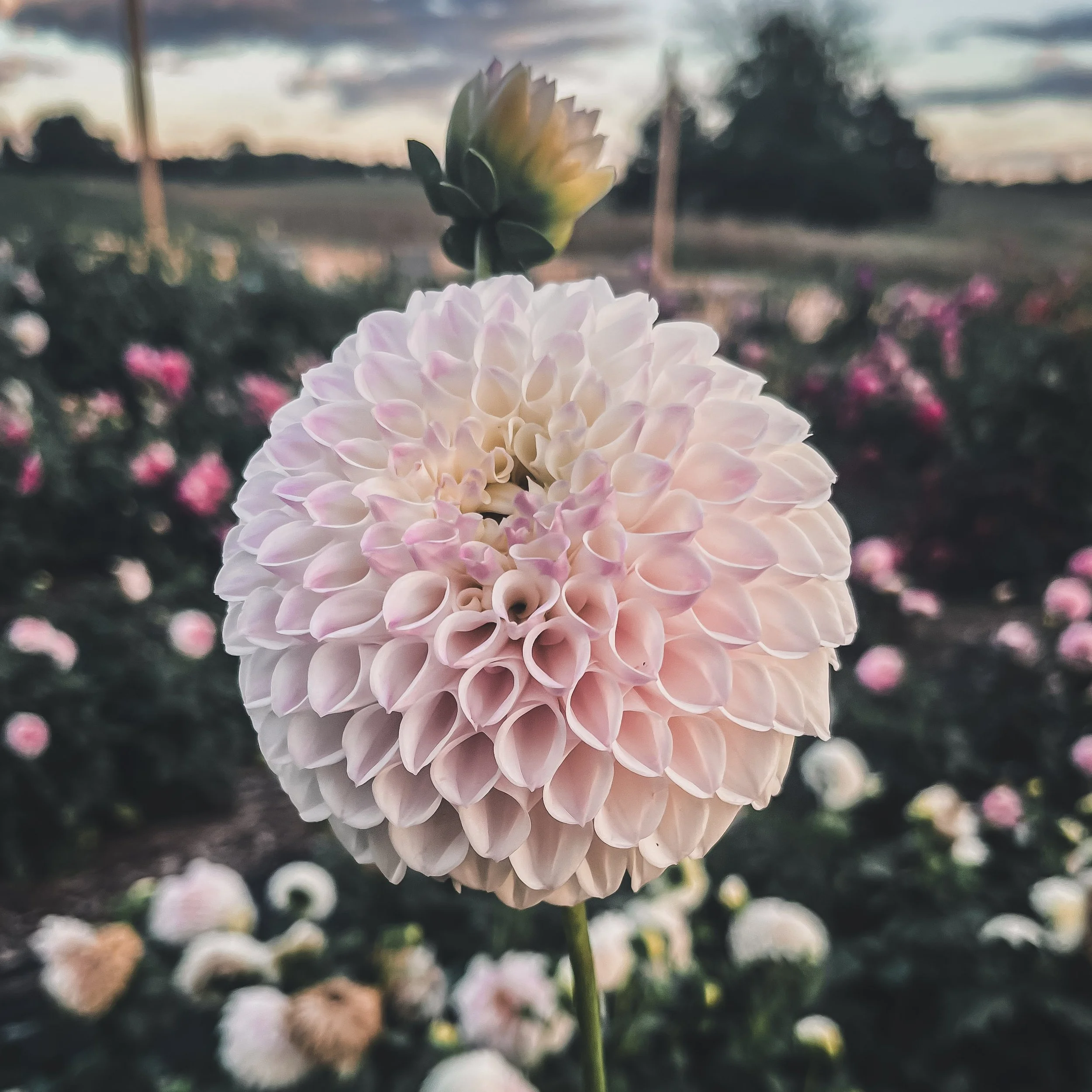 Pink Pearl — Stone Bank Flower Co Pink Pearl — Stone Bank Flower Co